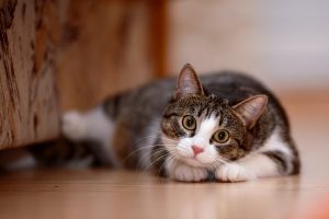 Pet Damage on Wood Floors