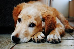 Choosing Dog-Friendly Wood for Your Flooring