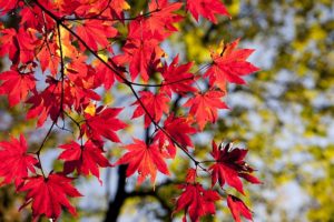 Keep Your Wood Flooring Looking Great This Fall