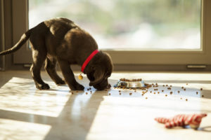 Keeping Your Hardwood Safe When You Have Pets 