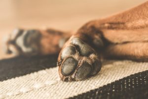 How to Keep Your Dog from Damaging Hardwood Floors